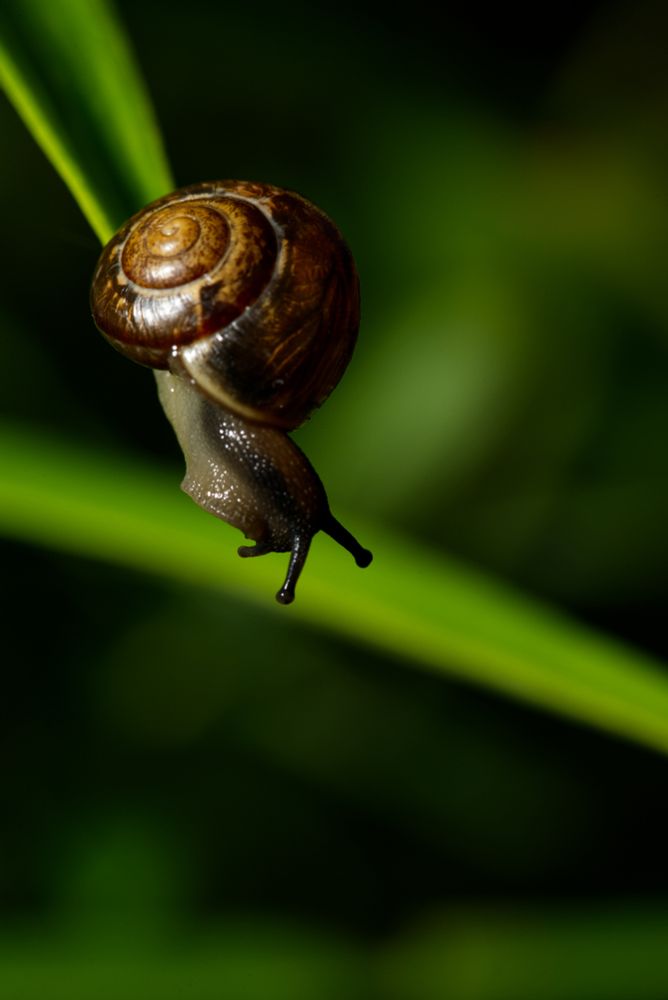 Gastropoda on a leaf