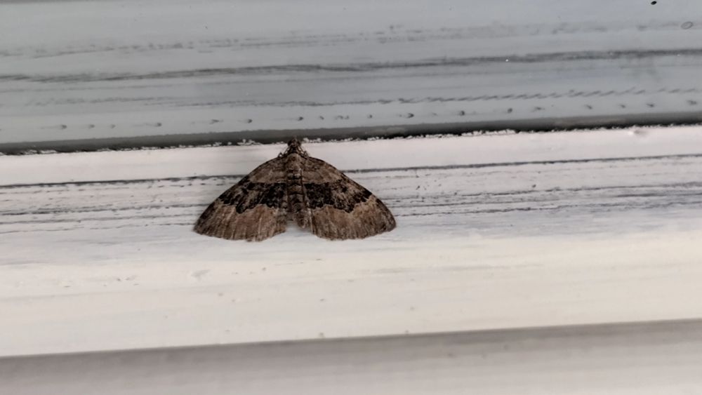 Some kind of a butterfly 