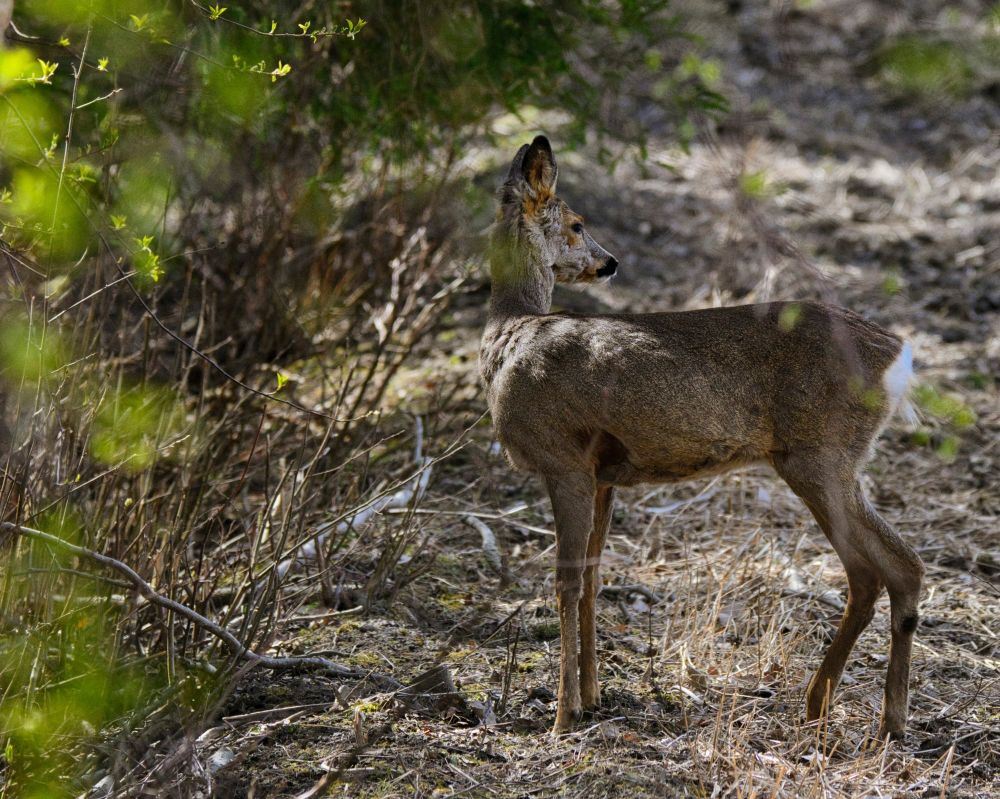 Roe deer looking behind 