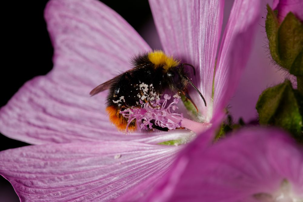 Bumblebee in a flower
