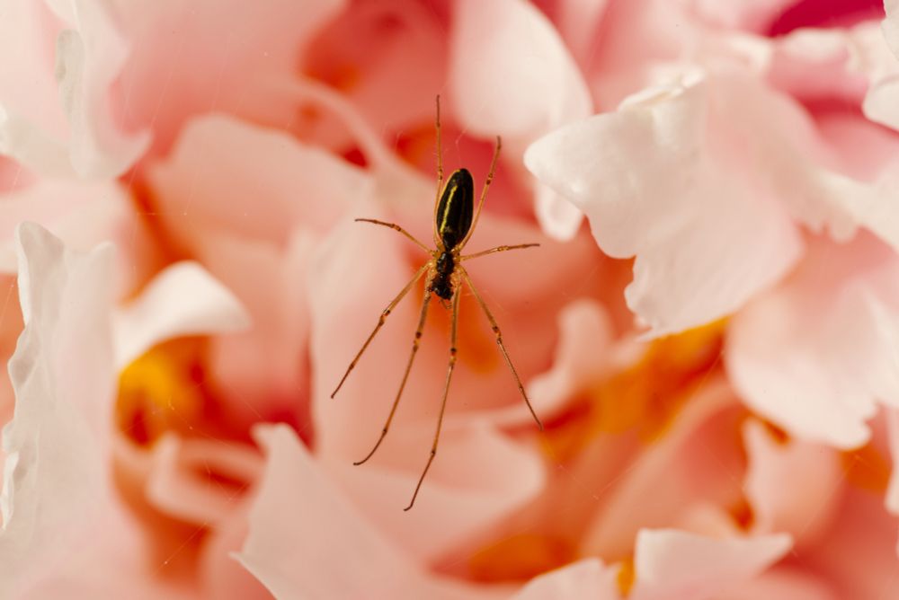 Macro photo of a spider in a pink flower 