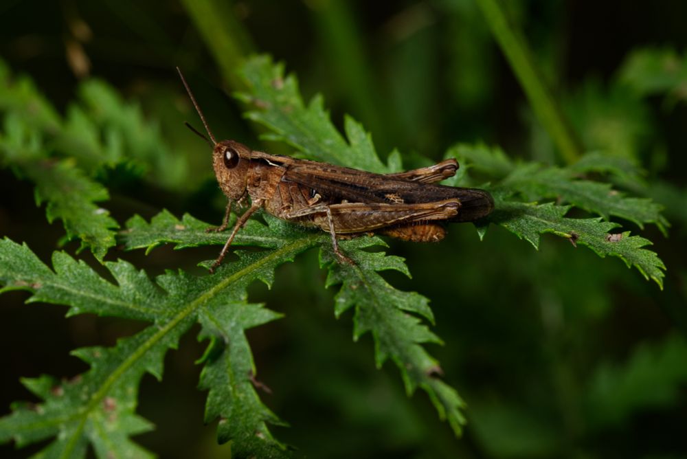 Grasshopper on a plant leaf