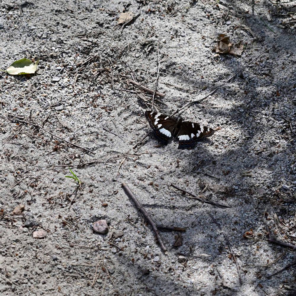 Butterfly on the ground 