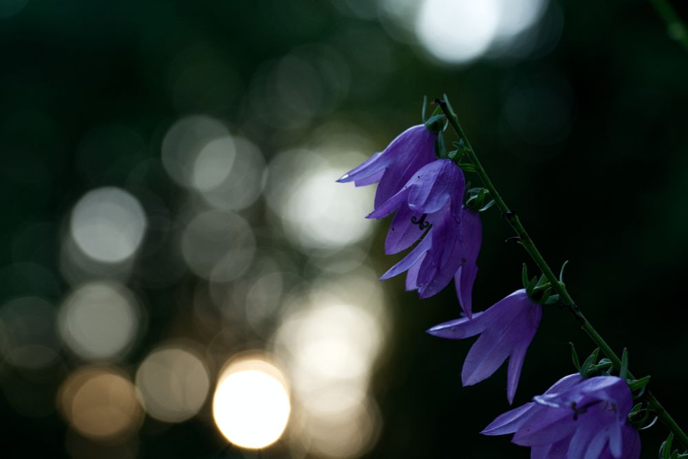 Flowers and bokeh background 
