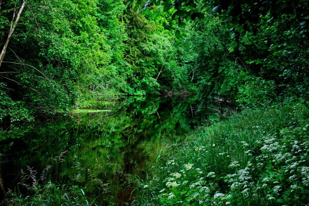 River with green foliage plants on the shore