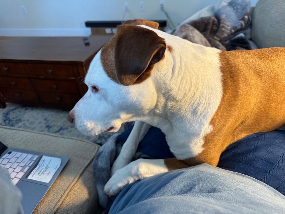 Brown and white dog looking at a laptop
