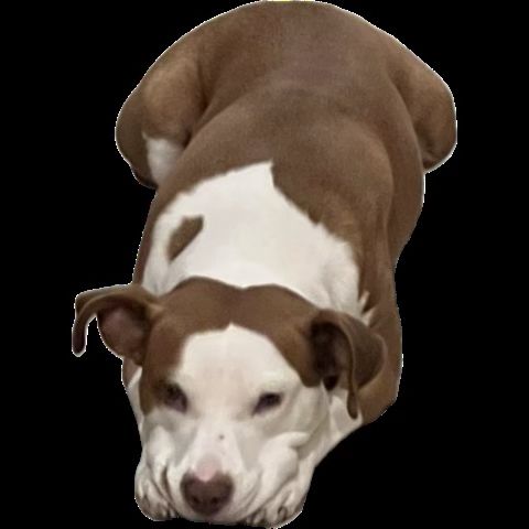 Brown and white dog 