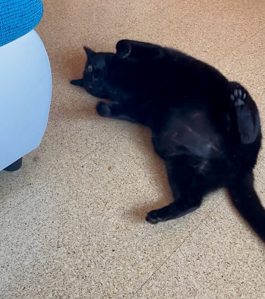 Black cat showing its belly and toe beans