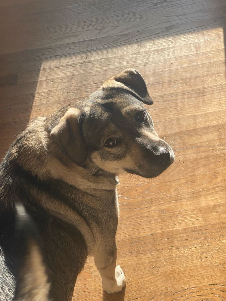 a picture of my terrier shepherd looking back at me