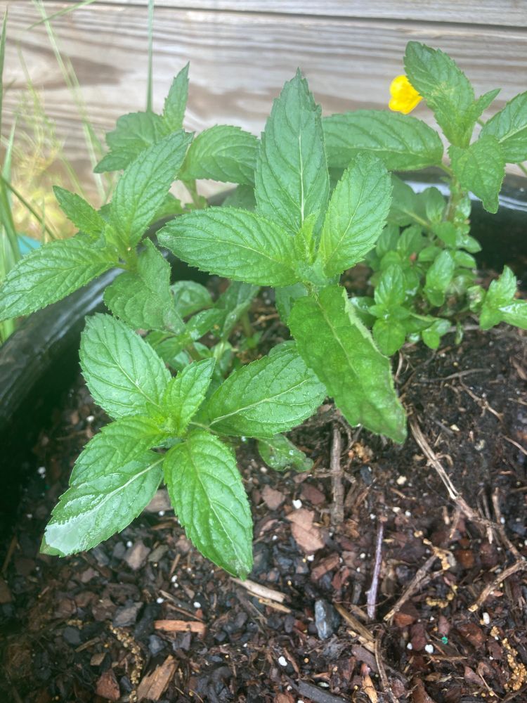 A close up on a peppermint plant. 