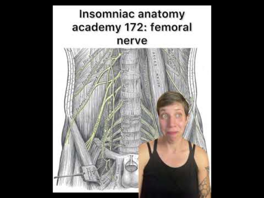 Insomniac anatomy academy 172: femoral nerve #science #anatomy #sciencefacts #bodies #medicine