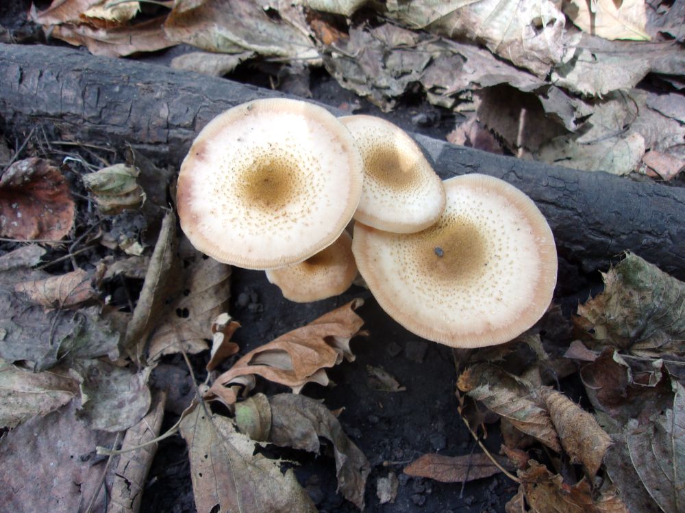 A set of 3 mushrooms in front of a black branch, surrounded by brown leaves.  September 18, 2025