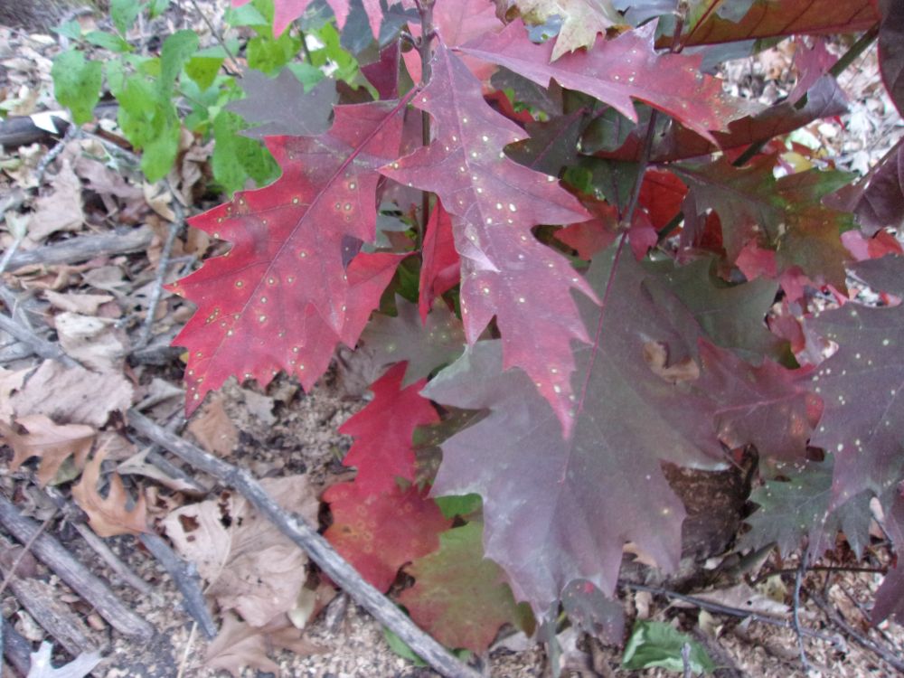 Bright red leaves on a very small oak tree.  November 14, 2025