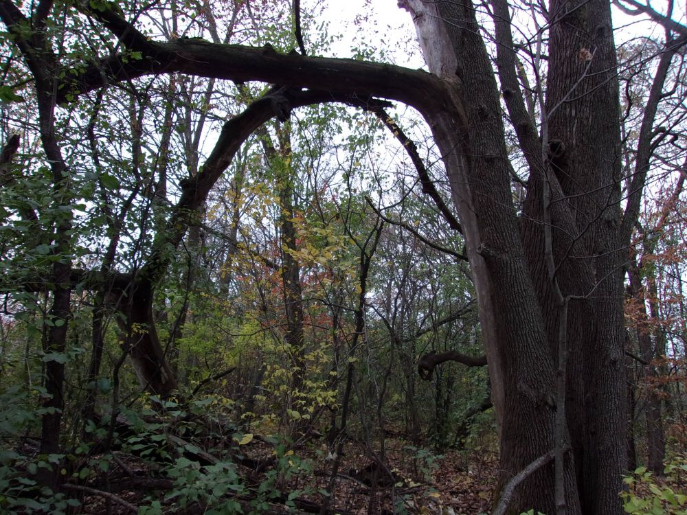 A tree with a frost bow frames yellow, brown, and green leaves on distant trees and smaller plants.  Two tree trunks on the right side.  Overcast sky.  October 31, 2025 