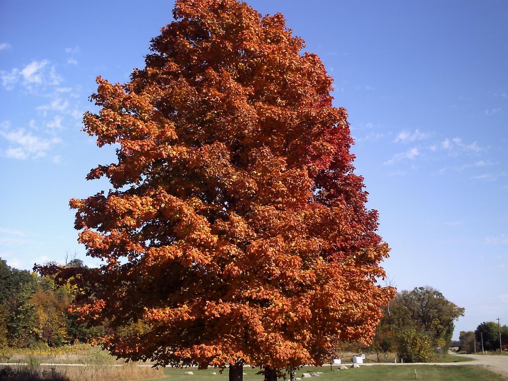 Three maples in full orange and red.  Bright blue sky with cirrus clouds above, green trees and lawn below.  October 12, 2024