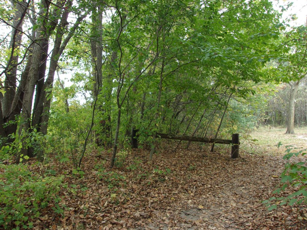 Vintage wooden fence in the middle with brown leaves on the ground and green trees behind it.  Tree trunks on the left with a small opening to the cloudy sky.  A distant tree on the right side marks the end of the driveway.  September 30 2025