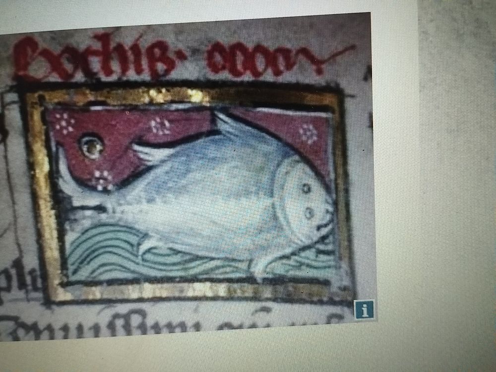 Foto de uma iluminura medieval de um peixe desenhado com os dois olhos de um lado e um pequeno sorriso