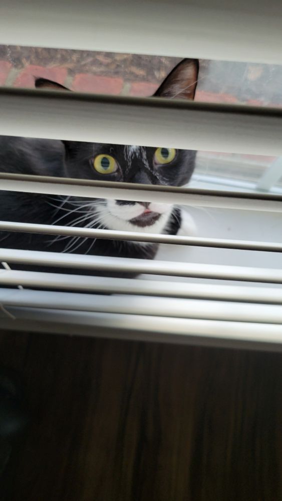 A black and white tuxedo cat on a windowsill. The cat is looking up at the camera through open blinds. 