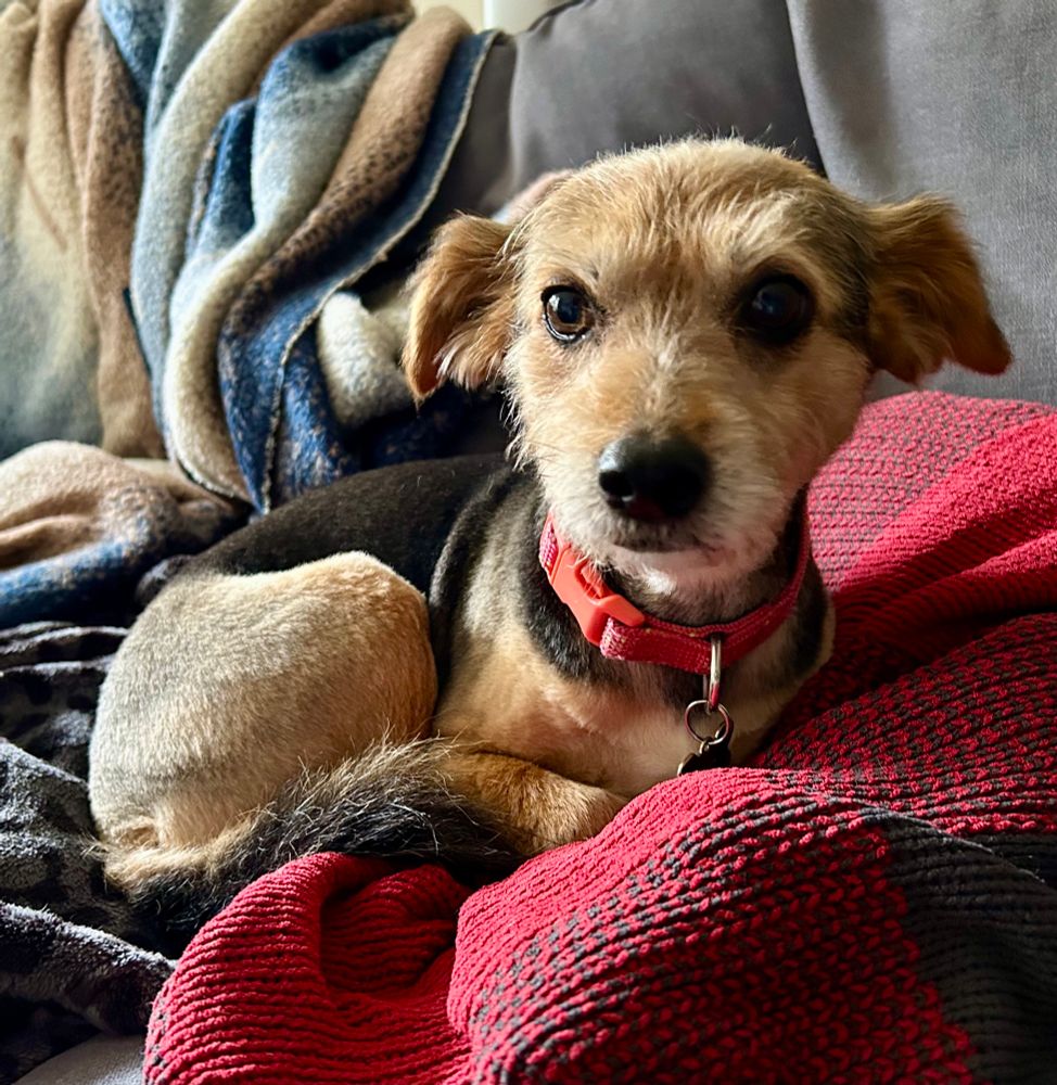 Small black and tan pup Amelia, curled in her tummy, head up and facing the camera, on a red and black blanket. 