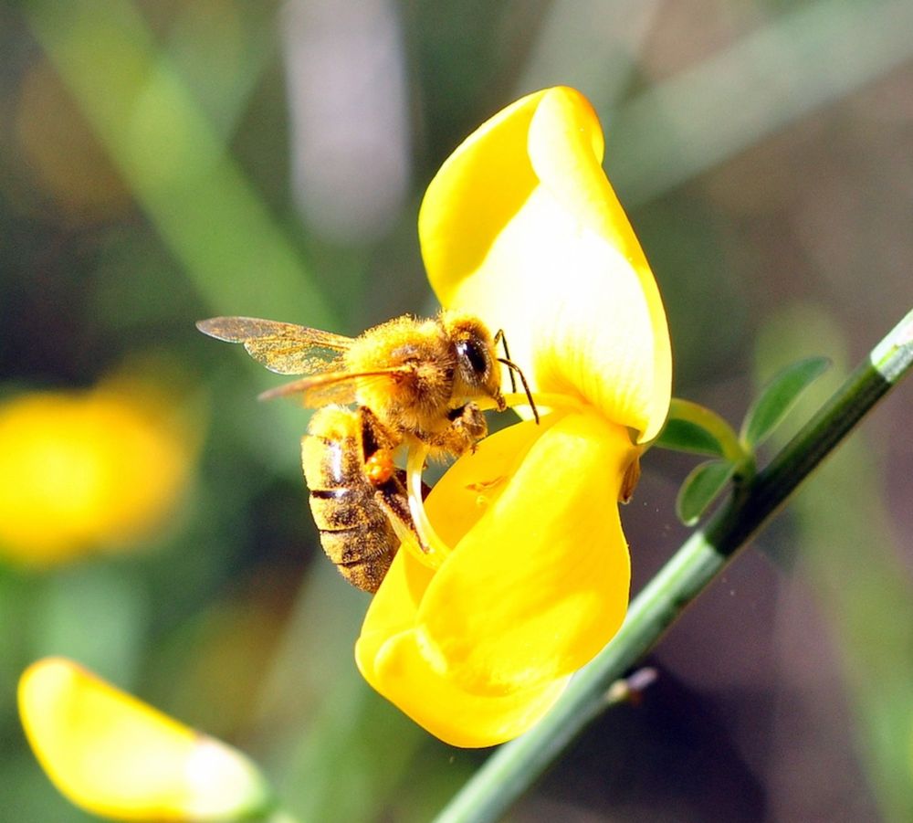 Abeja de la miel, apicultura y abejas silvestres.