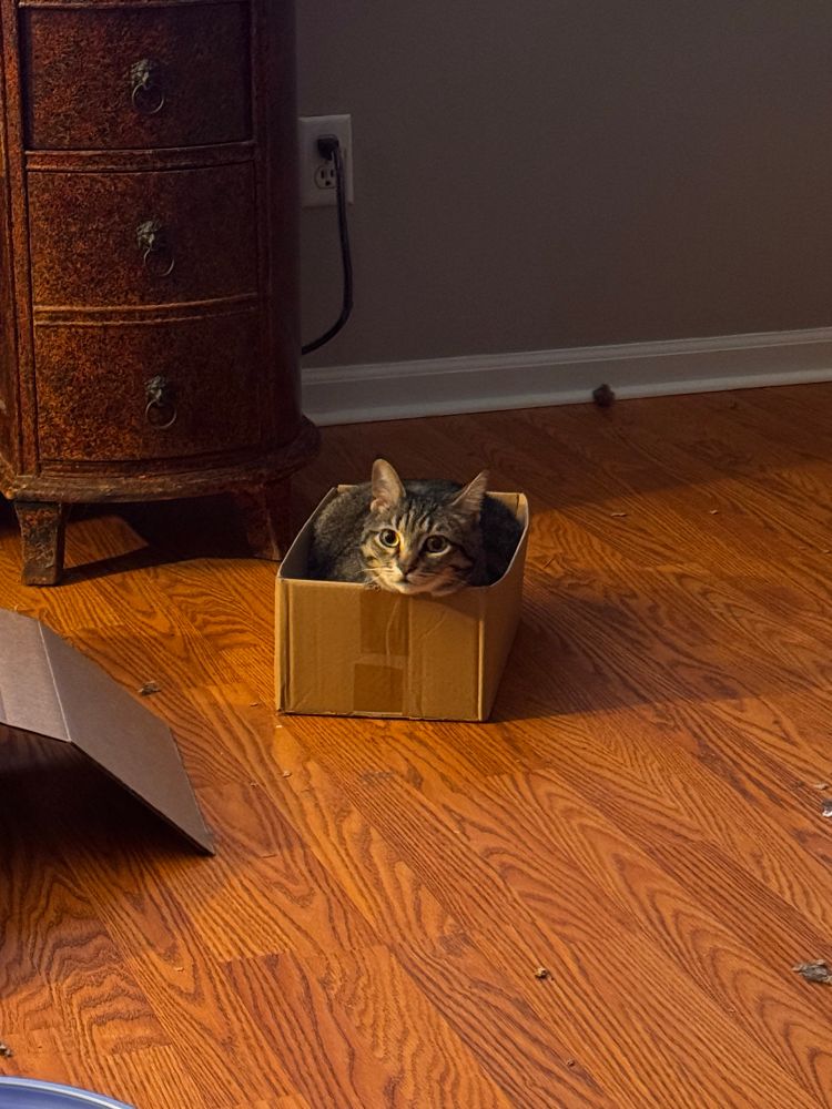 A gray tabby cat loaded in a cardboard box.