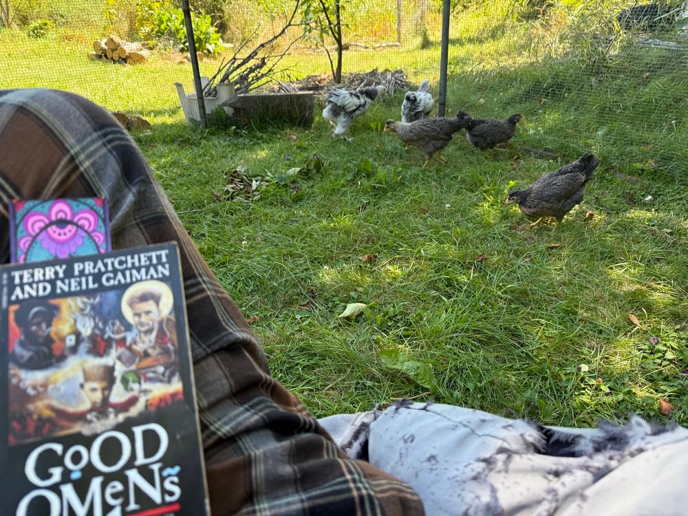 Copy of Good Omens on my knee with 5 chicks in the grass in the background.
