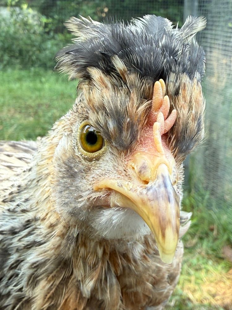 Young chicken looking straight in the camera.