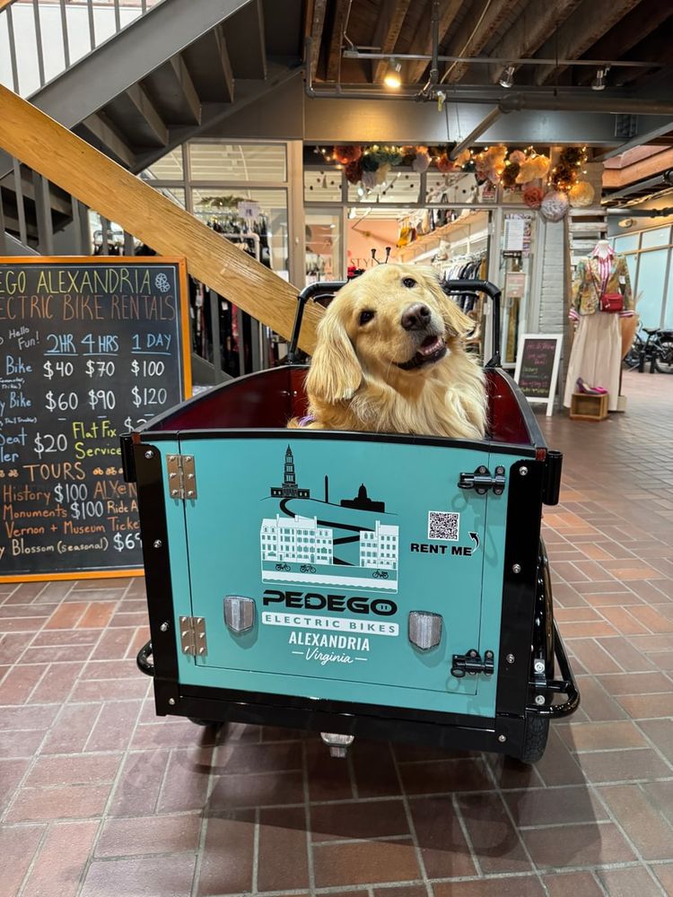 Jolene the golden retriever in the Pedego Alexandria bunch bike