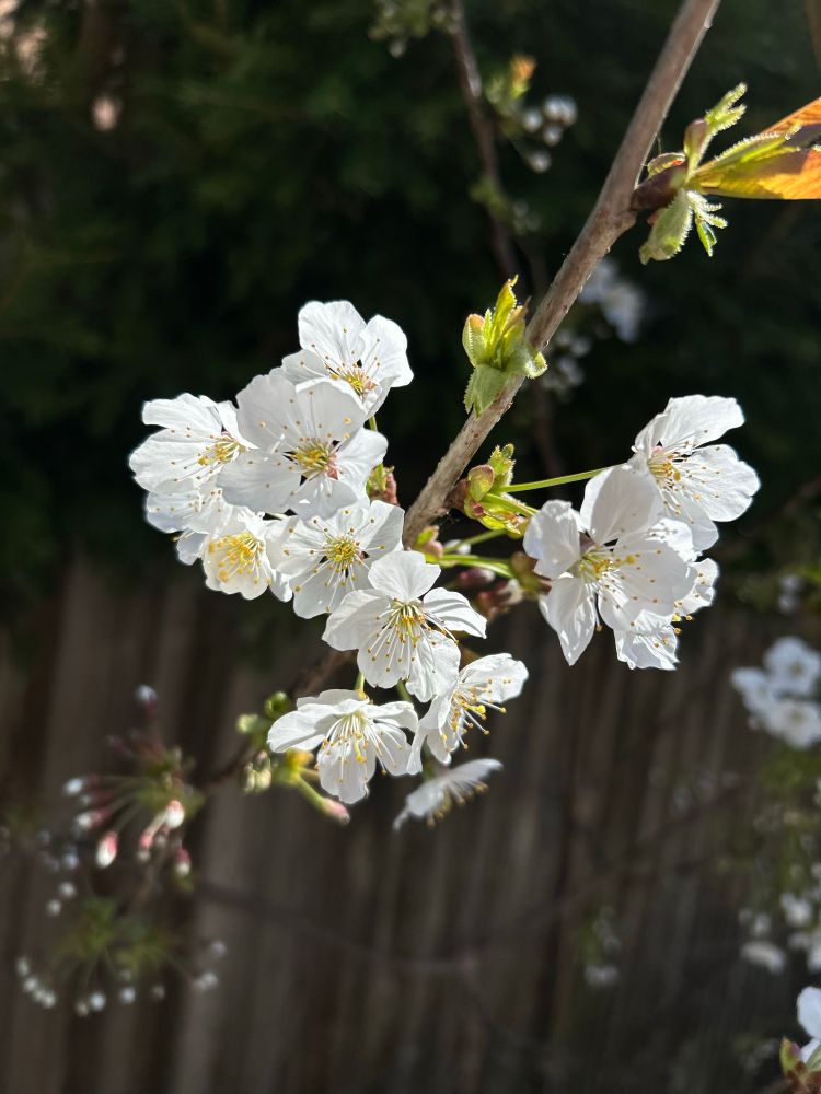 White blossom of some sort