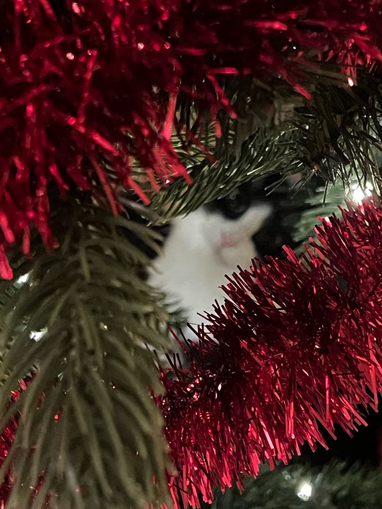 Kitten in Christmas tree