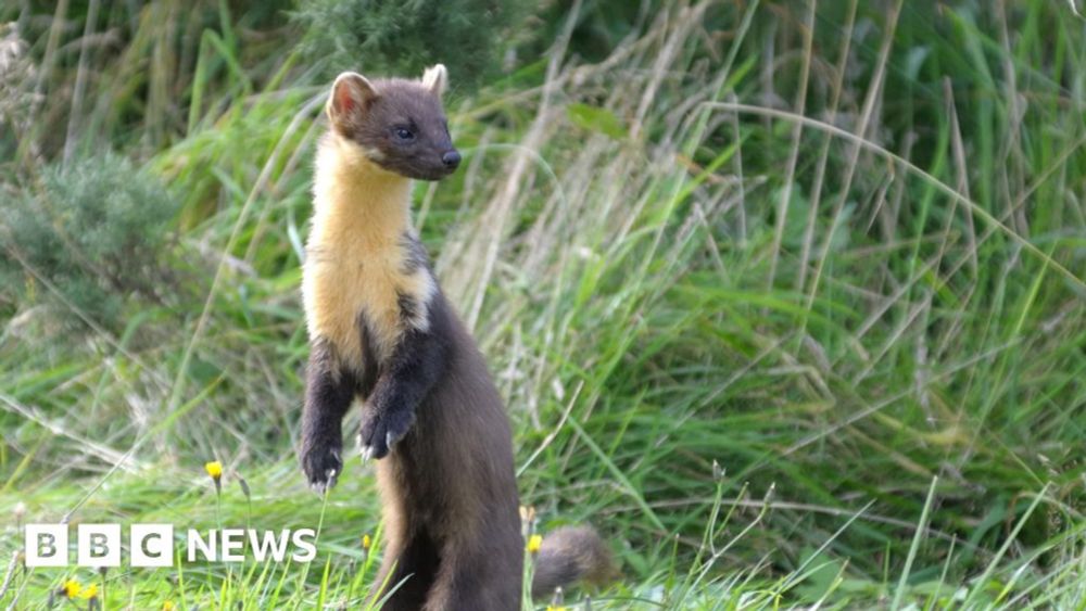 Pine martens released to reintroduce the species to Devon