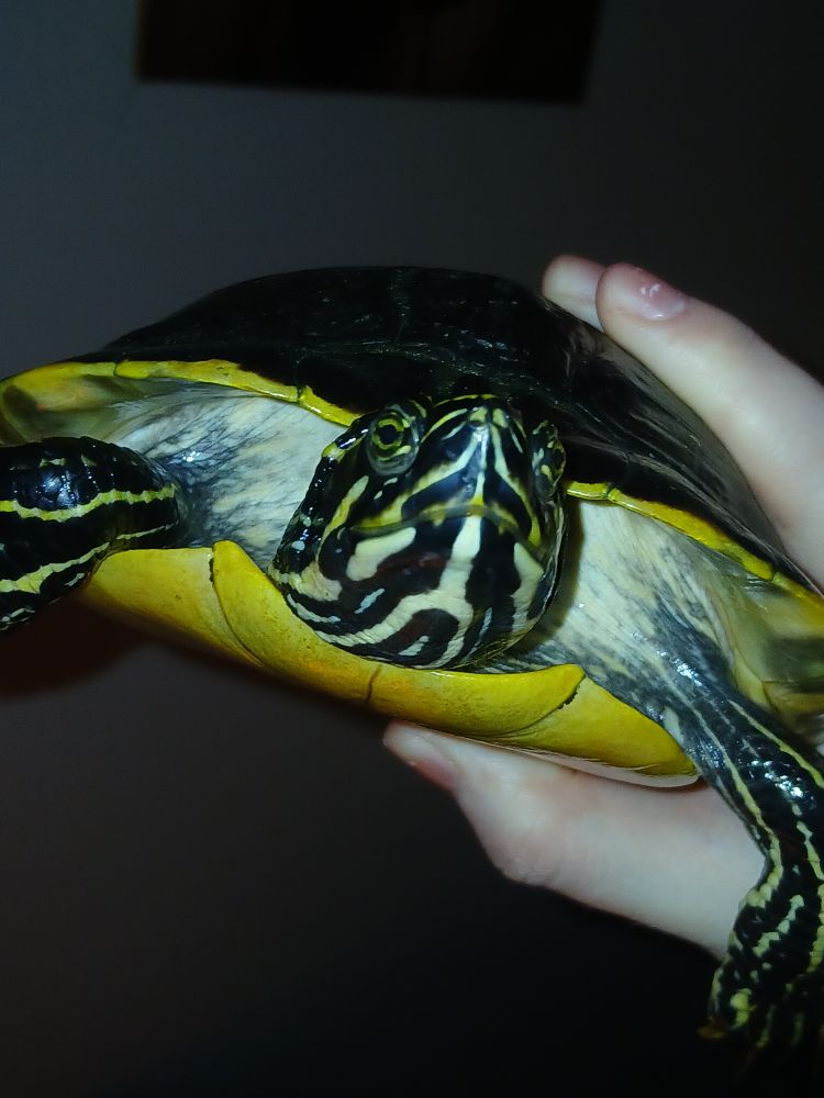 A turtle being held while asked if he has any regrets (he does not)