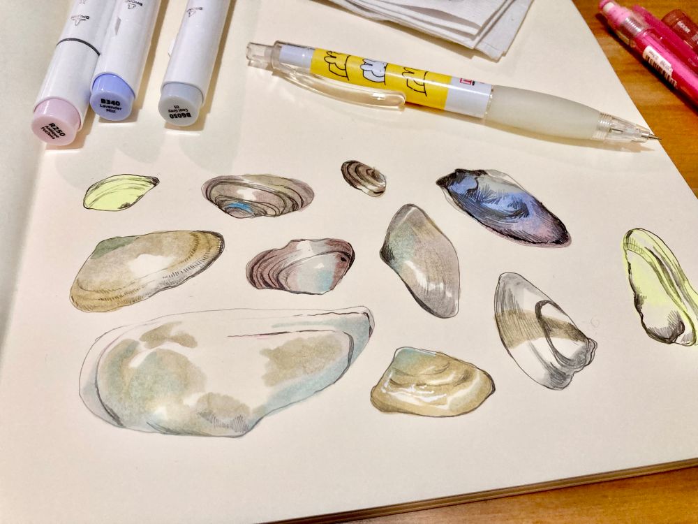 alcohol marker drawings of seashells