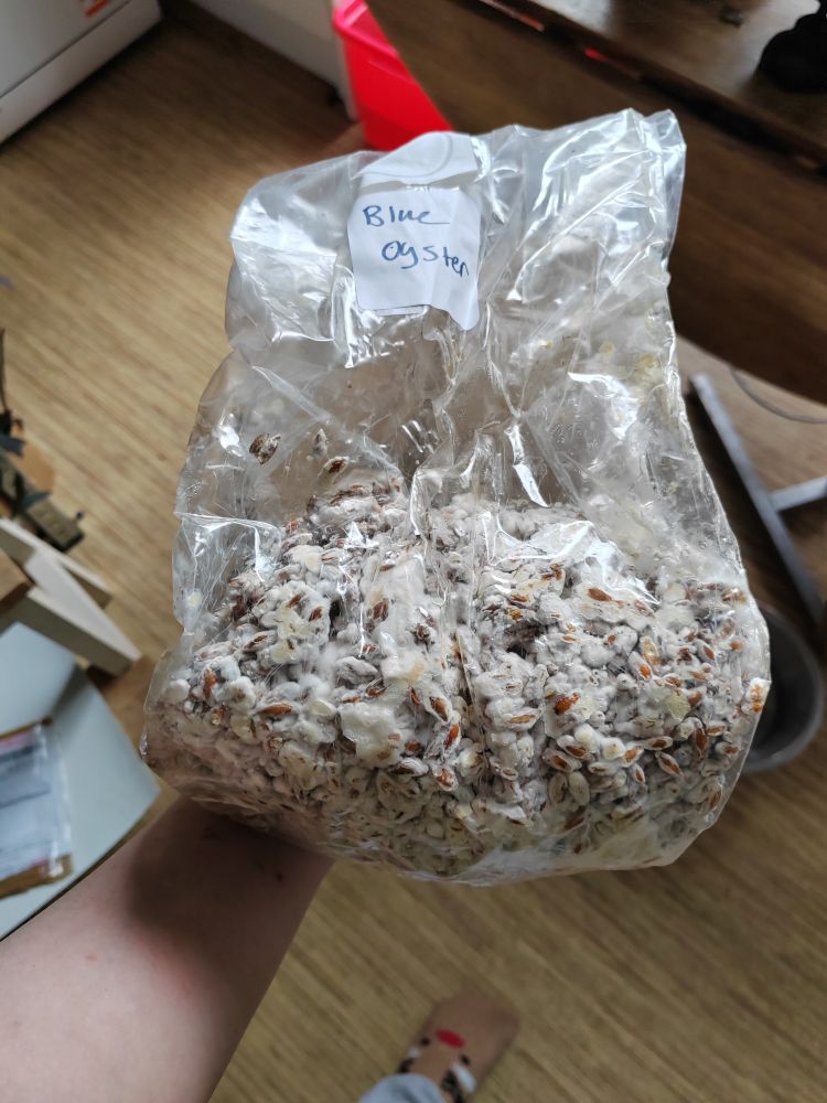 Photo of blue oyster mushroom grain spawn, held in hand, with blurry kitchen contents in background 