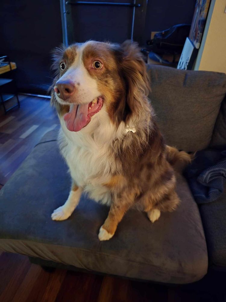 Watson, the dog. Sitting on our couch. 