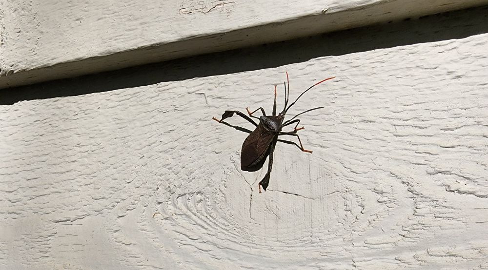 Black insect on the house (not sure what it is, I'm terrible at identification)