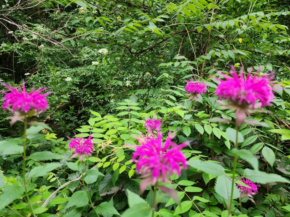 Bright pink flowers 