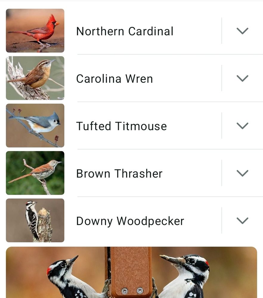 Merlin App screenshot of birds I heard