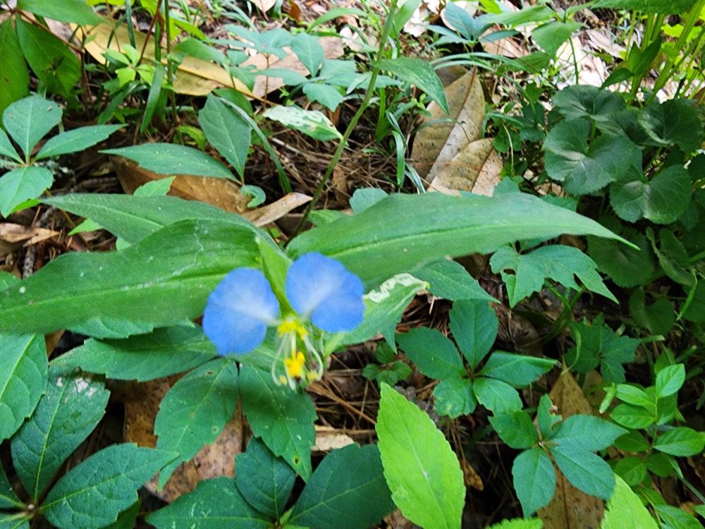 Delicate blue flower surrounded by green foliage. 
