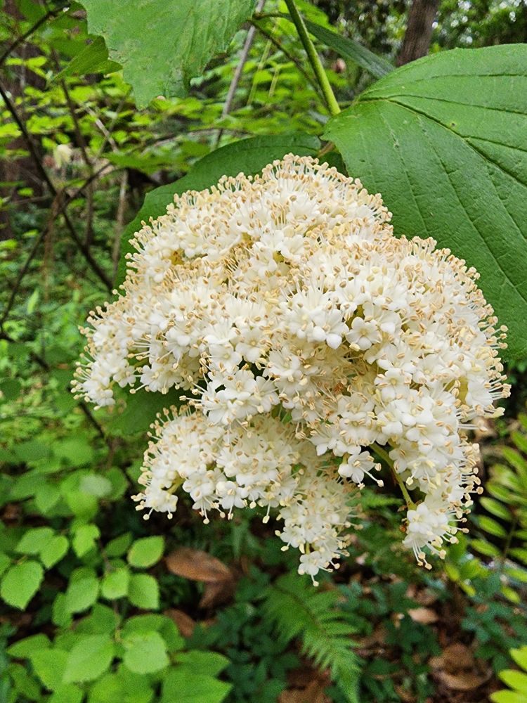 Tiny clusters of white flower with yellow