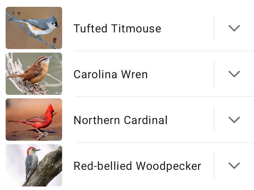 Merlin App screenshot showing list of birds heard - Tufted Titmouse, Northern Cardinal, Carolina Wren and Red-bellied Woodpecker. 