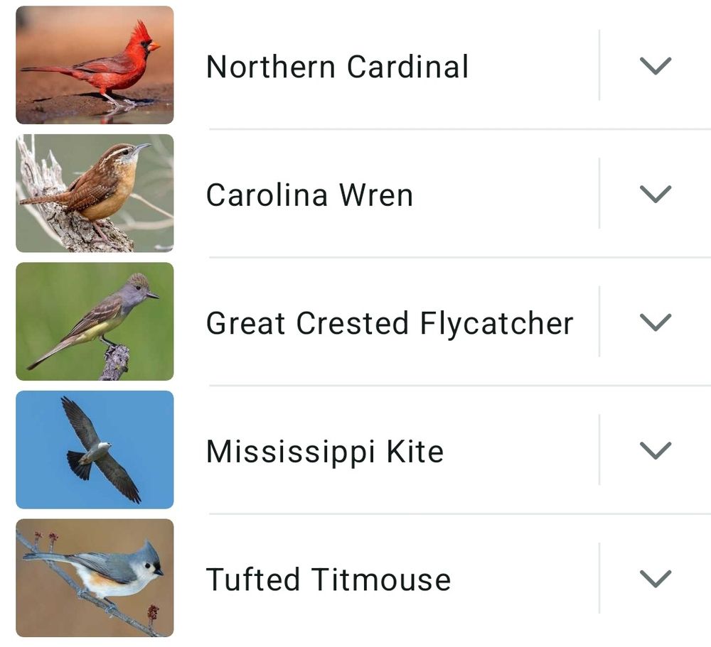 Merlin App screenshot showing list of birds heard  - Northern Cardinal, Carolina Wren, Great Crested Flycatcher, Mississippi Kite and Tufted Titmouse 