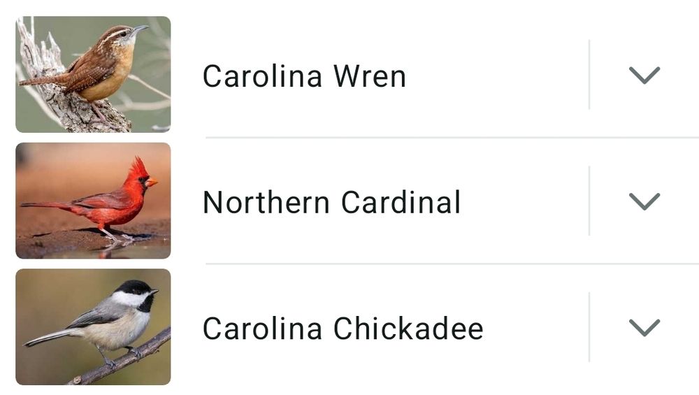 Listing from the Merlin App: Carolina Wren, Northern Cardinal and Carolina Chickadee. 