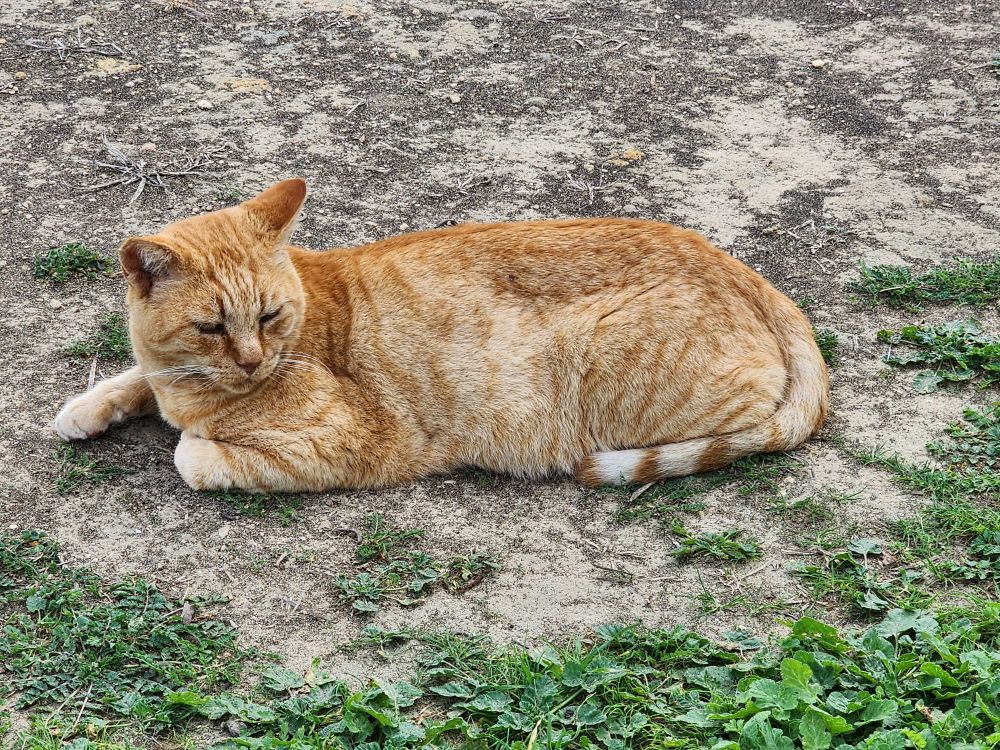 Orange cat lounging outside on a smooth-ish rock surface with greenery all around. I really wanted to get a better photo.