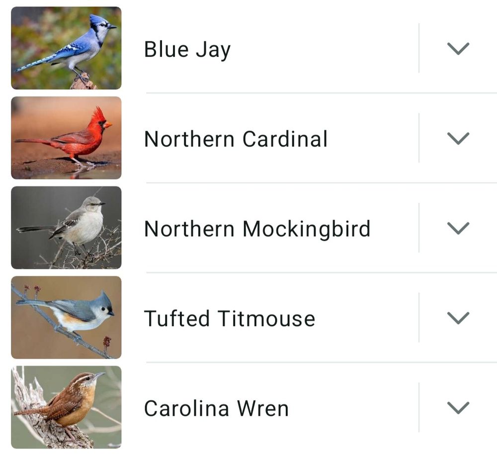 Screenshot from the Merlin App listing the following birds: Blue Jay, Northern Cardinal, Northern Mockingbird,  Tufted Titmouse and Carolina Wren. 