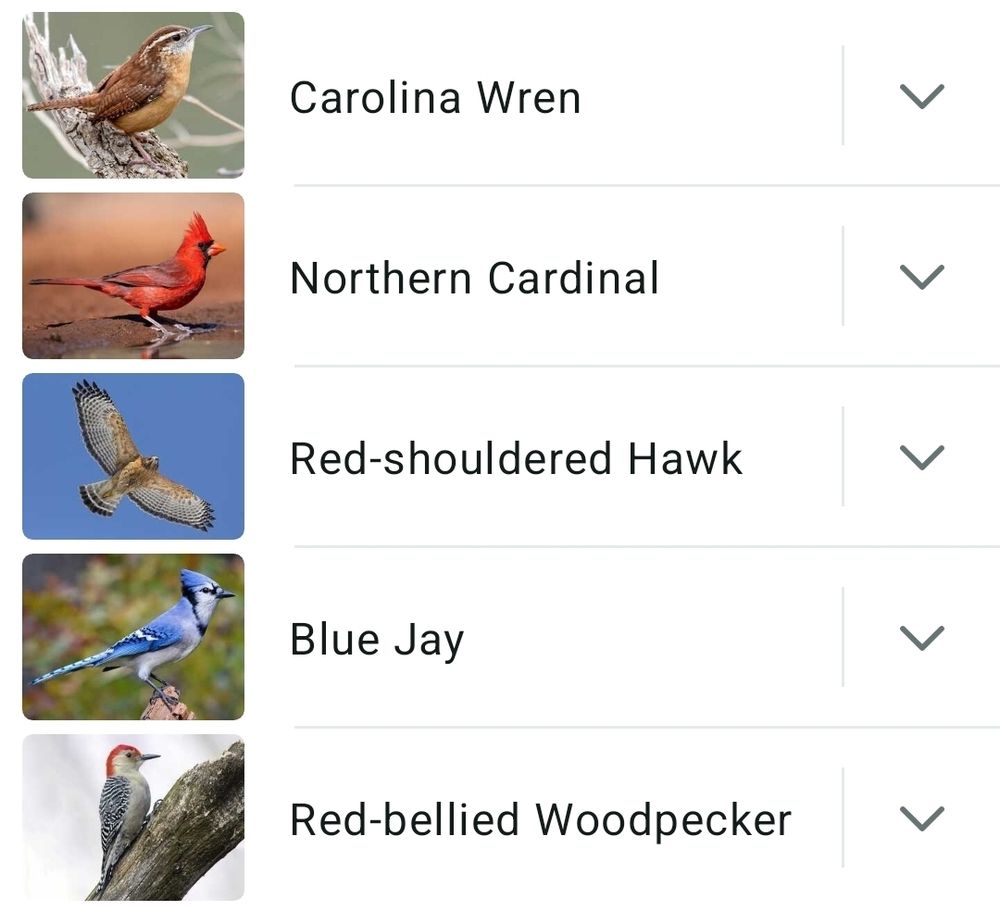 Listing from the Merlin App. Carolina Wren, Northern Cardinal, Red-shouldered Hawk, Blue Jay and Red-bellied Woodpecker. 