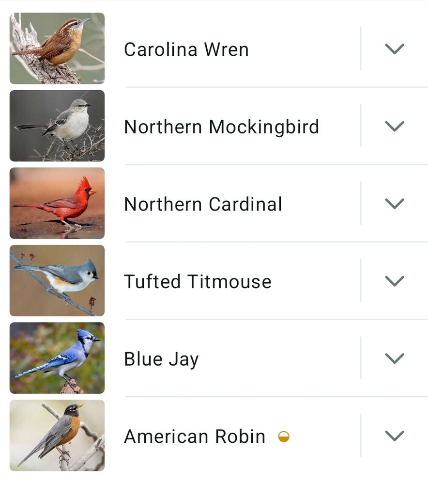 Listing from the Merlin App: Carolina Wren, Northern Mockingbird, Northern Cardinal, Tufted Titmouse, Blue Jay and American Robin. 
