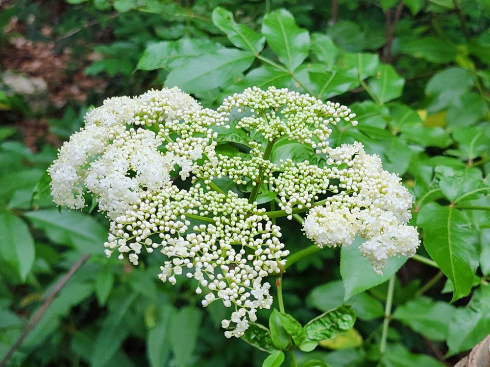 Tiny clusters of white flowers that almost look like clouds.