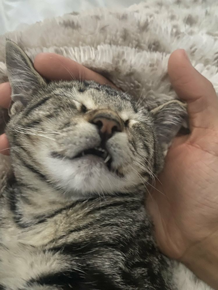 Close up of a sleeping grey tabby cat's face showing her cute overbite. Grandson Riley's hand behind her head.