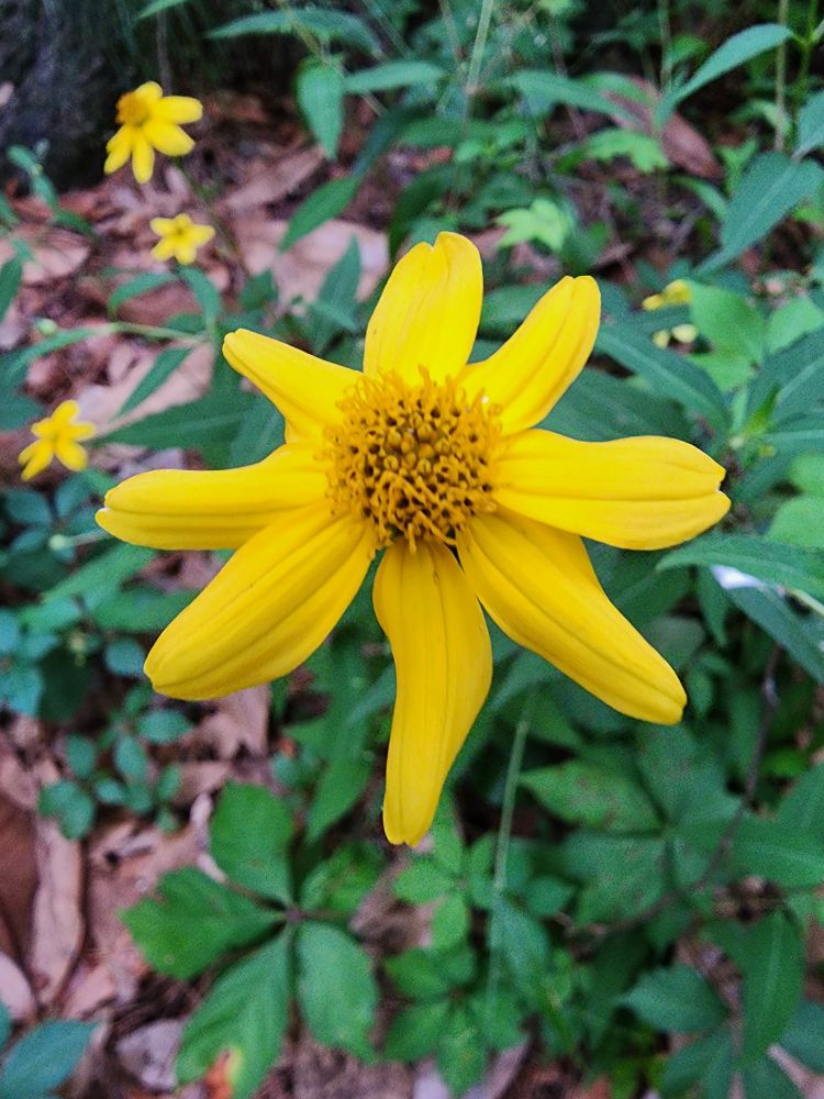 Yellow flower